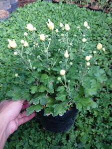 【 BARU 1 POT JUMBO 】 TANAMAN KRISAN BUNGA ASTER GRADE A COD TANAMAN BUNGA HIAS HIDUP ASLI ASTER SUPER SIAP MEKAR BIBIT BUNGA HIDUP MACAM2 MURAH
