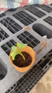 EcoHub Biodegradable Coconut Coir Nursery Pots - Non-Environmentally Harmful Versatile Garden Planter