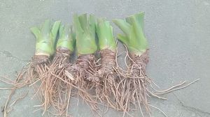 1 cây ráy voi thân lùn giống thích hợp trồng trong nhà