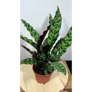 [Live Plant] CVF Calathea Insignis