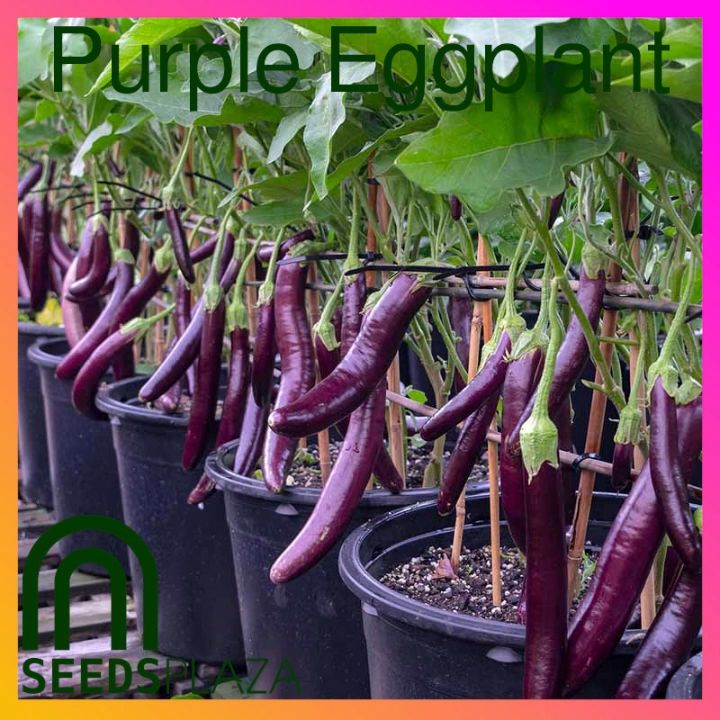 SeedsPLAZA™ - Eggplant (20 Seeds) for Planting Vegetable Plants ...