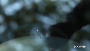 Keo gắn kính ô tô Keo làm lành vết rạn nứt phục hồi kính xe như mới loại tốt