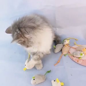 D&C House ตุ๊กตาจำลองหนู/ แมวข่วนและกัดของเล่นโต้ตอบ/ตู