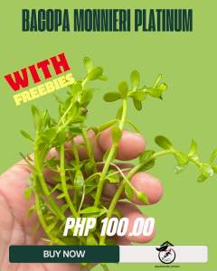 ⚠️MINDANAO only⚠️BACOPA variety Aquatic stem plants