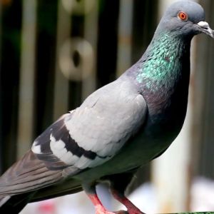 Honey Oregano Garlic for Pigeons by Kargado Probiotics