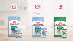 Royal Canin Mini Adult Nhiều Size  FREE SHIP Thức Ăn Cho Chó Trưởng Thành Kích Cỡ Nhỏ
