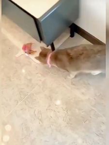 Đồ chơi đuổi bắt lông vũ cho Mèo gắn vòng cổ silicon mềm mại (mẫu mới) - Love Pets Shop