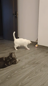 Smart Auto Cat Teaser – USB Toy with Laser Bell & Feather for Kittens and Cats