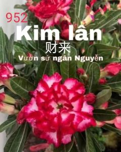 Adenium Kemboja Bonsai ID 952/富贵花