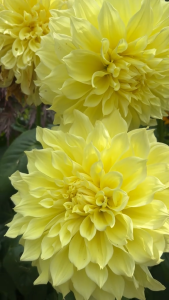 Benih DAHLIA YELLOW Biji Bibit Bunga