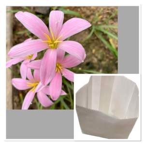 ฎ.หัวดอกบัวดิน พิมชมพู หัวละ 7 บาท