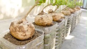 VALUE PACK (4 SEEDS) SINGKAMAS-TURNIP SEEDS/HYBRID/EASY TO GROW/EASY TO PLANT/FOR GARDEN/FOR FARMING