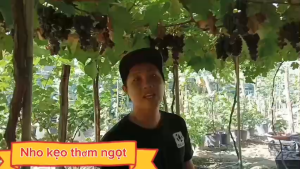 Combo 2 cây nho giống ngón tay đỏ+ nho kẹo thơm ngọt ( tặng kèm phân bón và tài liệu hướng dẫn cách trồng)