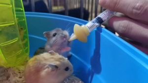 จุกนมกระรอก จุกนมกระรอก จุกป้อนนมสัตว์เลี้ยงแรกเกิด จุกป้อนนมสัตว์