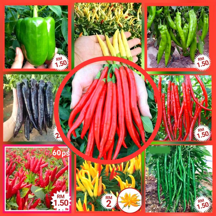 Pelbagai Biji Benih Lada Cili Various Pepper Seeds 各种辣椒种子 Lazada