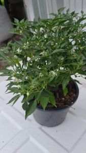 พริกขี้หนู เล็ก 5.5นิ้ว ถุงเพาะหรือกระถาง พริกประดับ ต้นพริก ต้นพริกขี้หนูสวน ต้นพริกขี้หนู พริกขี้หนูสวน ลูกดก ติดเมล็ด