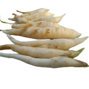 Ubi pantat per (15 Umbi)Umbi/ubi patat sagu /ubi larut./umbi angkrik/Umbi garut/gaerut/ irut/ larut/rarut/ jlarut/klarut/ waerut.