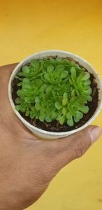 ต้นไม้อวบน้ำ คลาสซูล่า โรซูลาเรีย ปาลิดา Rosularia pallida #succulent #Crassula #คลาสซูล่า