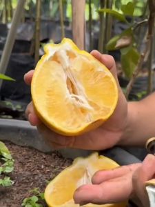 Pohon Jeruk Dekopon Berbuah 15 Meter