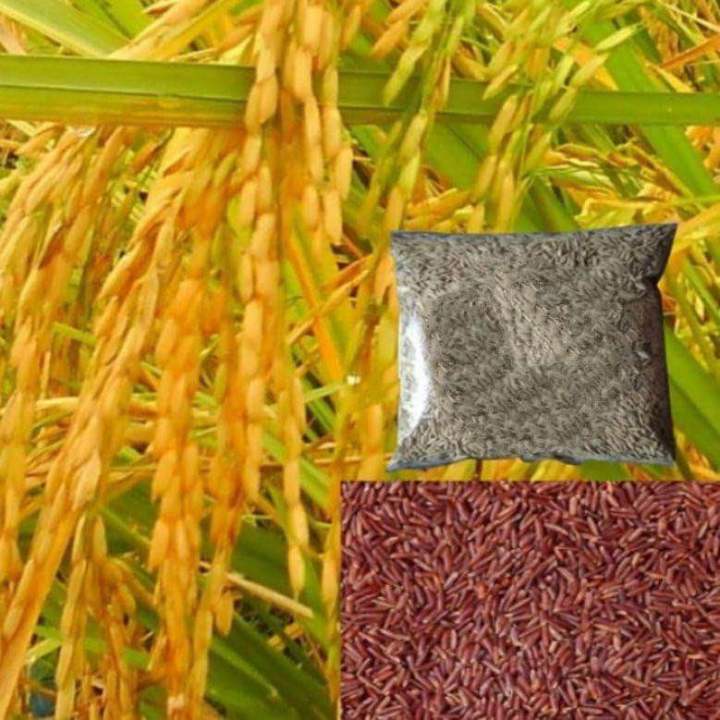 Bibit%20PADI%20Huma%20beras%20merah%205kg%20-%20Image%203