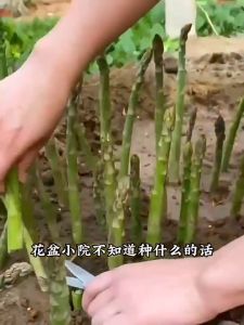 Organic Asparagus Seeds for Planting (10 Seed ) High Yield F1 Asparagus Seeds Balcony Potted Asparagus Live Plant Seeds