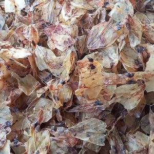 Mực Sim Siêu Ngọt 1KG Nhiều Con Nấu Mì Nấu Nước Dùng Thơm Phức- VỰA KHÔ NÀNG TIÊN