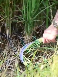 ร้านแนะนำ มีดหวดหญ้า เคียวเหล็กแมงกานีส เคียว เหล็ก แมงกานีส ญี่ปุ่น เคียวเหล็ แมงกานีสแท้ เคียวตัดกิ่งไม้ เคียวด้ามยาว ราคาล่าสุด