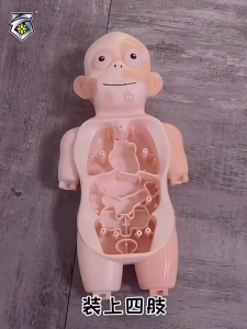 Vipmini Mart Kids Montessori 3D Puzzle Human Body Anatomy Model Learning Organ Assembled Toy Children Early Educational Teaching Tool