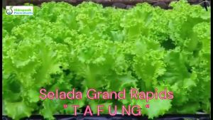 Benih Selada Keriting Hijau GRAND RAPIDS TAFUNG 10 Gram Selada Kribo Selada Tafung Ta Fung