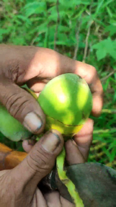 5 Bonus 1 Biji Beluluk Kelapa Segar Super Tembuluk Herbal Alami