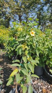 พวงทองเลื้อย แข็งแรงและรากเต็มกระถางขนาด กระถาง 11 นิ้ว (กทม)