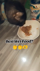 400g All Stages Adult Kitten Special Cat Can Food Mousse Wet Cats Food