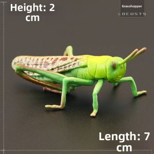MENGSILE | Educational Insect Models