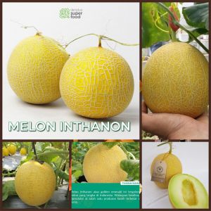 6 BUTIR BIJI/BENIH MELON INTHANON GOLDEN EMERALD SWEET