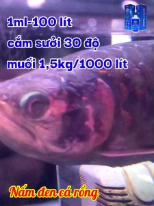 Aqua Max V [ Aqua Max 5 ] Xử Lý Nấm Trắng Nấm Đen Xù Vảy Đục Mắt Cho Mọi Loại Cá Cảnh | Cá Rồng Hoàng Lam Dung Dịch Bổ Trợ Sức Khỏe Cá Hoàng Lam Chất Lỏng Trị Bệnh Cá Cảnh 100Ml - Lazada