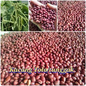 benih biji kacang Tolo tunggak paket (1000 butir)
