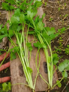 150SEEDS/PACK - CILANTRO/CORIANDER/WANSOY/HERBS/FOR PLANTING/HIGH YIELDING-A615