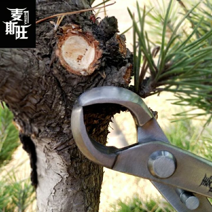 คีมปากนกแก้ว Mw สแตนเลสสำหรับงานบอนไซ