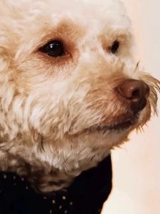 Cesar Naturally Crafted Wet Dog Food Tray - All Flavor 85g (6 Packs)