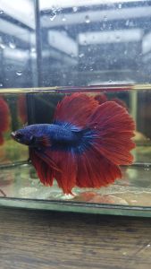 HALFMOON ROSE TAIL BETTA FISH JUNIOR