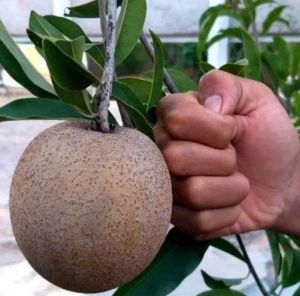 COD bibit sawo jumbo Vietnam Valid 100% - bibit sawo jumbo 1 meter/tanaman buah sawo jumbo Vietnam