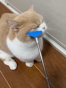 Cây gãi ngứa cho Mèo phiên bản kéo dài (mẫu mới) - Hara Pet Store