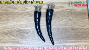 Hoa Khế 5 Chân Sừng Bách Chi - Dụng Cụ Diện Chẩn