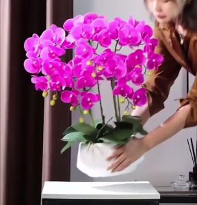 Chậu Hoa Lan Hồ Điệp Cao Cấp Nhiều Màu Sắc Chậu Hoa Lan Hồ Điệp Cắm Sẵn Trang Trí Nhà Cửa DC-468