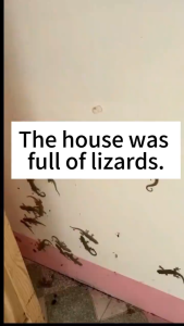 【SG Ready Stock】No lizards in the family AL Lizard repellent ultrasonic Lizard repellent ultrasonic pest repeller UK plug 360 °Electronic no dead angle ultrasonic gecko repellent lizard killer