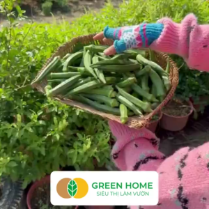 Hạt Giống Đậu Bắp Greenhome Gói 20gr~250 hạt Dễ Trồng Quanh Năm Nảy Mầm Cao Thu Hoạch Nhanh Năng Suất Cao T06