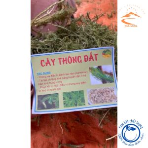 Cây Thông đất tốt cho người teo não sa sút trí tuệ (Alzheimer) thông đất khô sạch đẹp hàng tốt