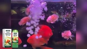 Yegbong จุลินทรีบ่อปลา น้ำยาปรับสภาพน้ำ Fish Tank Water Purification Tablets จุลินทรีย์ปรับสภาพน้ำใส ละลายอุจจาระ ดับกลิ่นเหม็น เพียวริฟายน้ำ สลายขี้ปลา น้ำใส ลดตะไคร่ ย่อยของเสีย ลดกลิ่น ตู้ปลา ย่อยของเสีย ลดกลิ่น