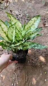 Cây Ngọc Ngân - Tổng thể tầm 20-30 cm - Size để bàn mang tài lộc!