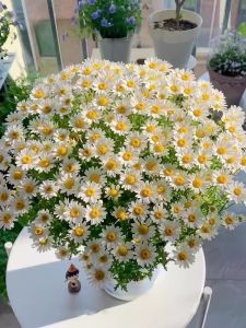 Small daisies can be sown and bloomed all year round. Indoor and outdoor potted flowers are easy to grow and live 118pcs/pack